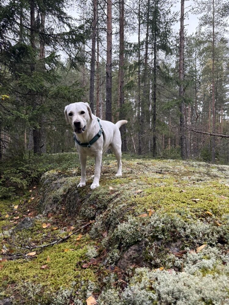 Vaalea labradorinnoutaja kalliolla metsässä